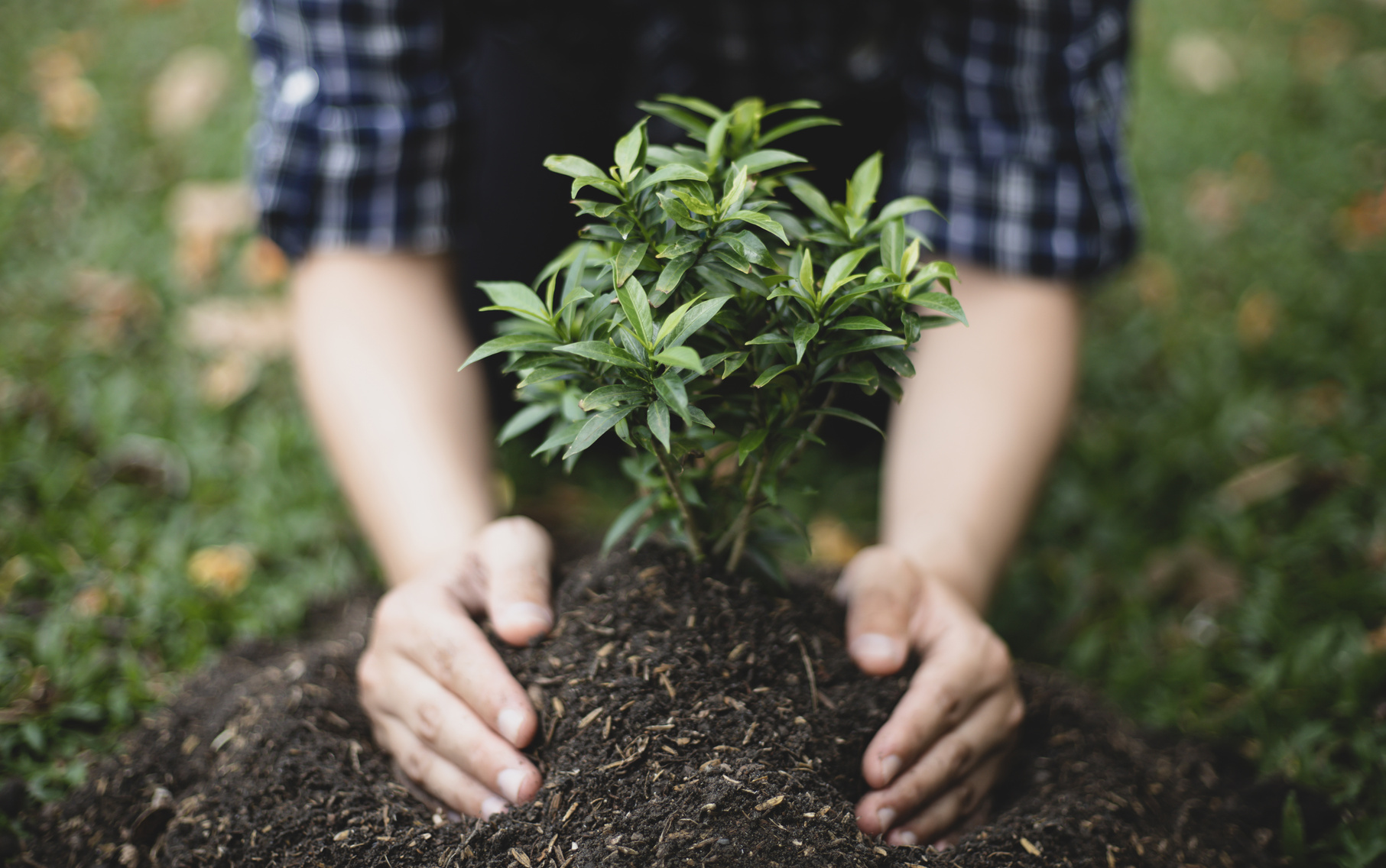 Plant a tree