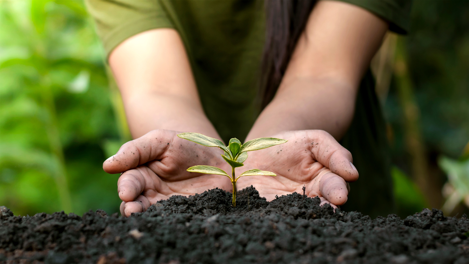 Person Planting a Sprout