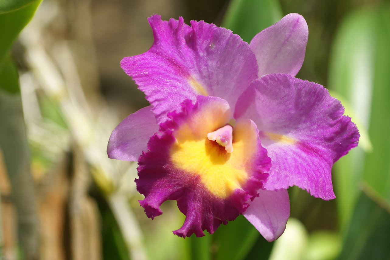 Purple Catleya orchid in the farm