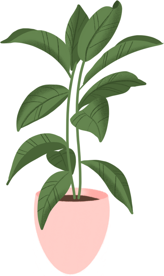 Indoor plant illustration 