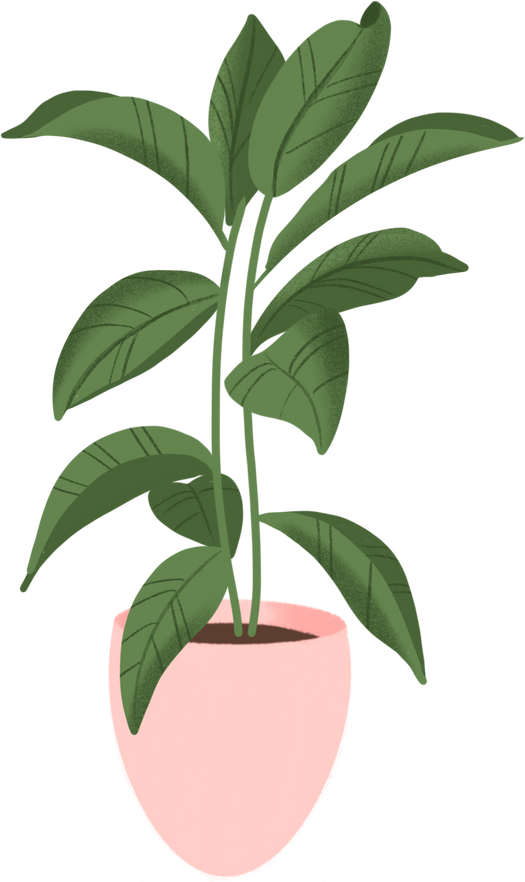 Indoor plant illustration 