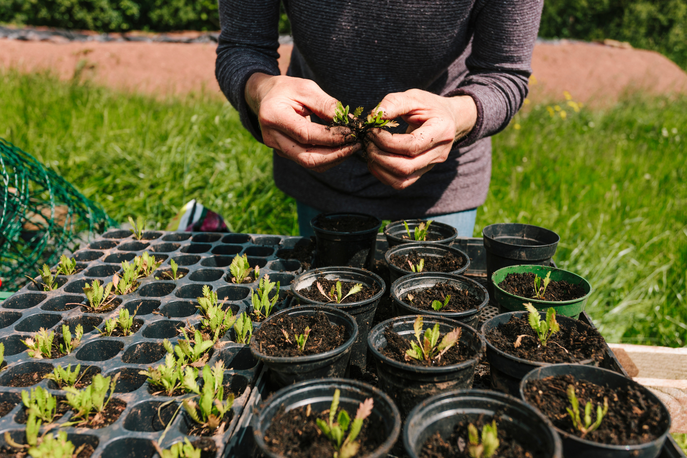 Market gardening, potting out