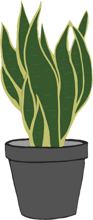 Snake Plant Drawing