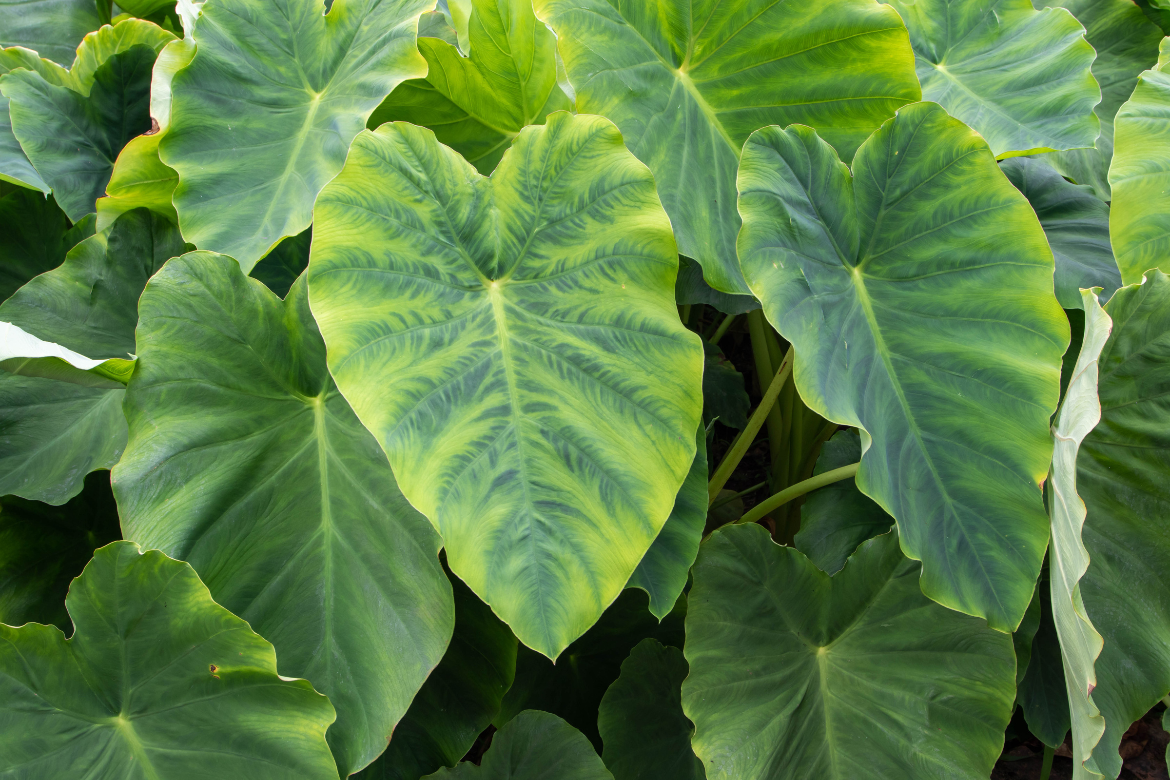 Colocasia esculenta or taro or kalo tropical edible plant le