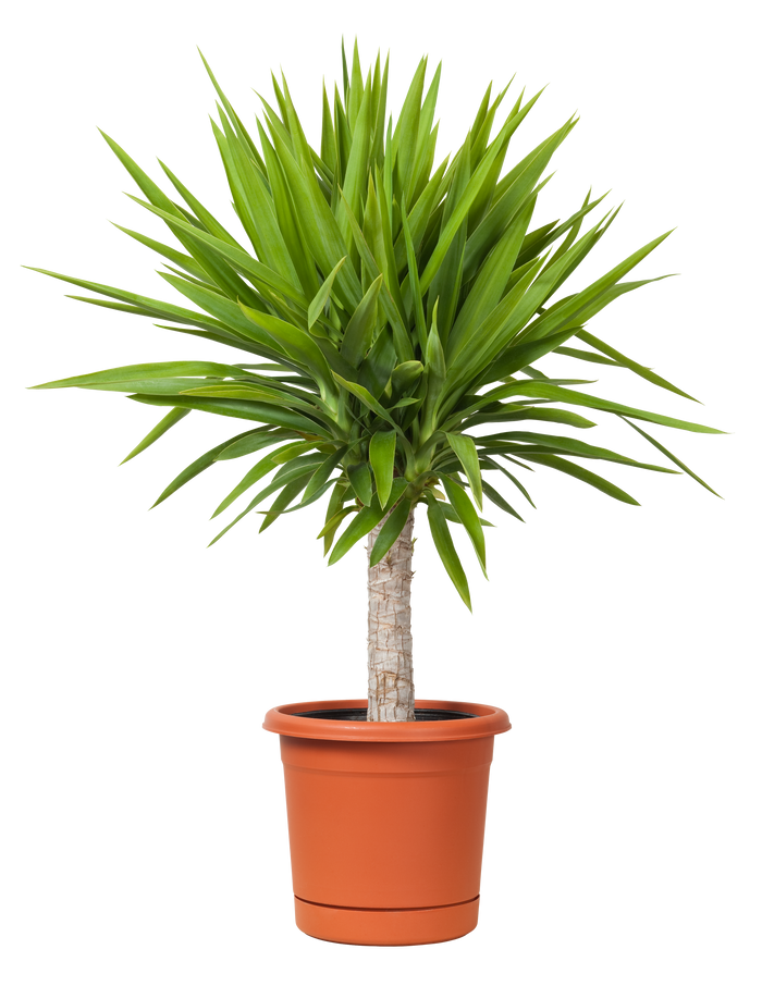 Potted Yucca Plant