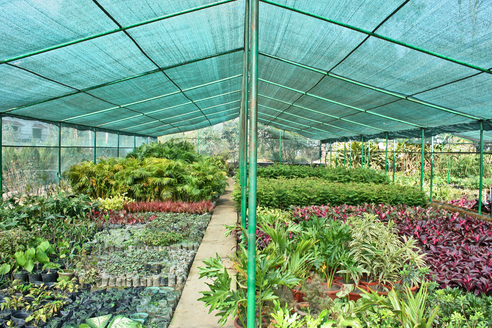 Plant nurseries